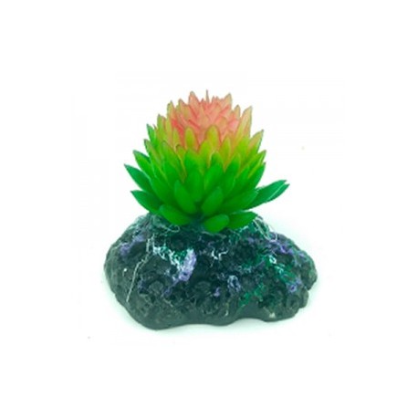 AD. SUCULENTA 1 6X5X5 CM.