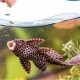 Alimento para Peces de Fondo Algae Disc 70 GRS