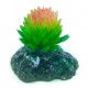 AD. SUCULENTA 1 6X5X5 CM.