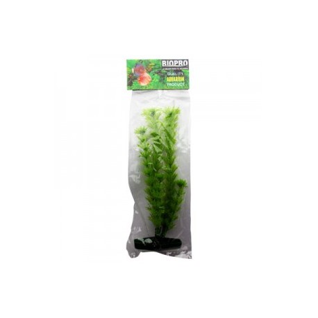 PLANTA AMBULIA 21 CM