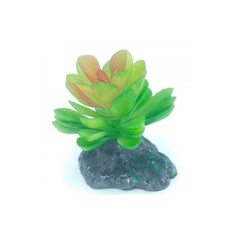 AD. SUCULENTA 2 7X7X6 CM.