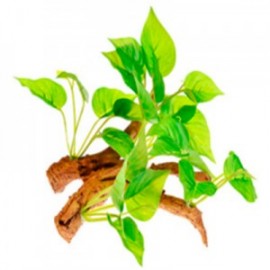 RAIZ C/PLANTAS 3 15X10X14 CM.