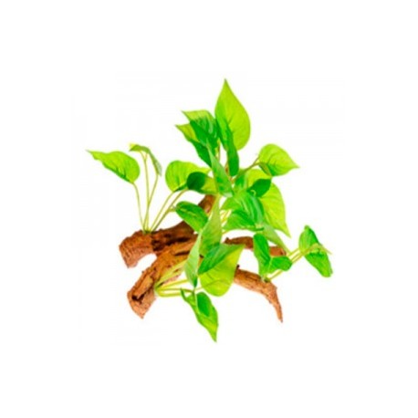 RAIZ C/PLANTAS 3 15X10X14 CM.