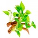 RAIZ C/PLANTAS 3 15X10X14 CM.
