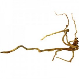 RAIZ DE VIÑEDO 30-50 CM.