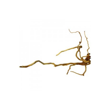 RAIZ DE VIÑEDO 30-50 CM.