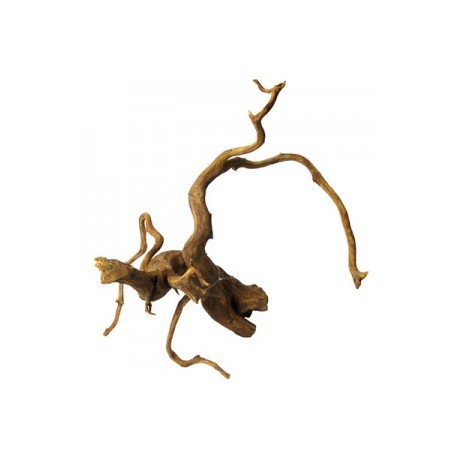 RAIZ DE VIÑEDO 50-70 CM.