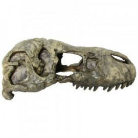 CABEZA REX 23X12X11 CM.