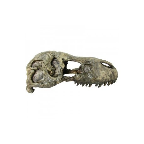 CABEZA REX 23X12X11 CM.