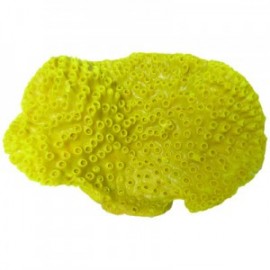 CORAL ABANICO 25X3X17 CM.