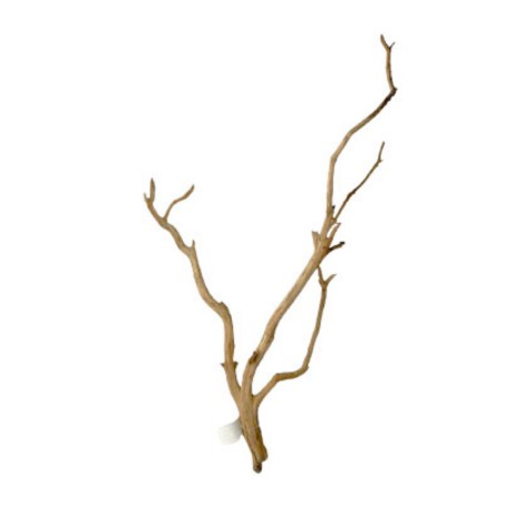 Raiz Manzanita Mediana