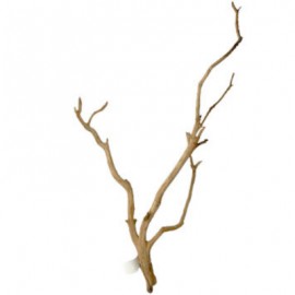 Raiz Manzanita Mediana