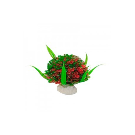 Planta Decorativa Arbusto Mini Chica