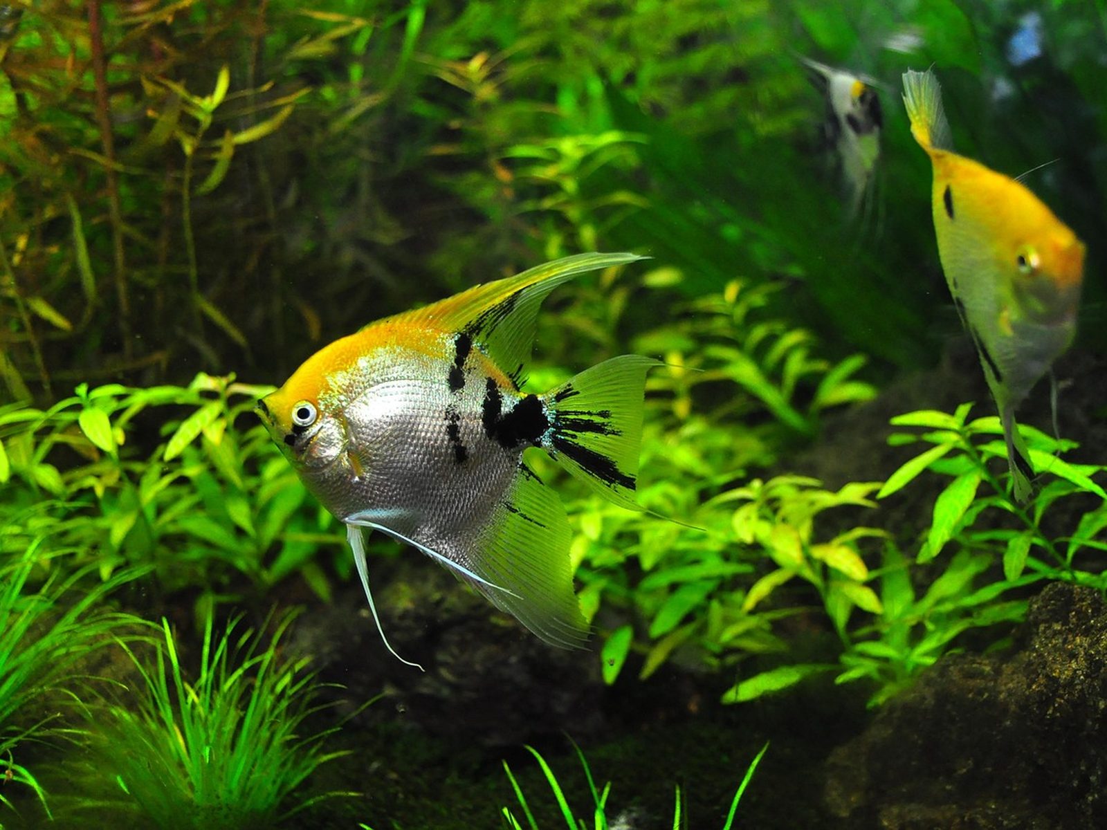 Alimento para peces de agua fría y tropical