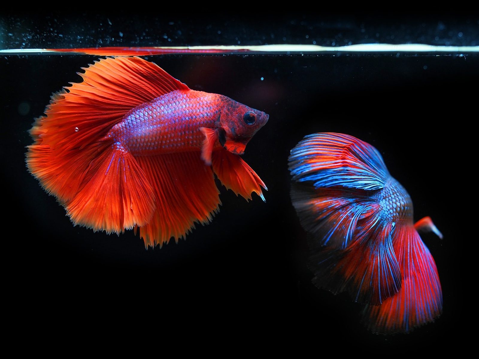 Accesorios para tu acuario con envío a domicilio